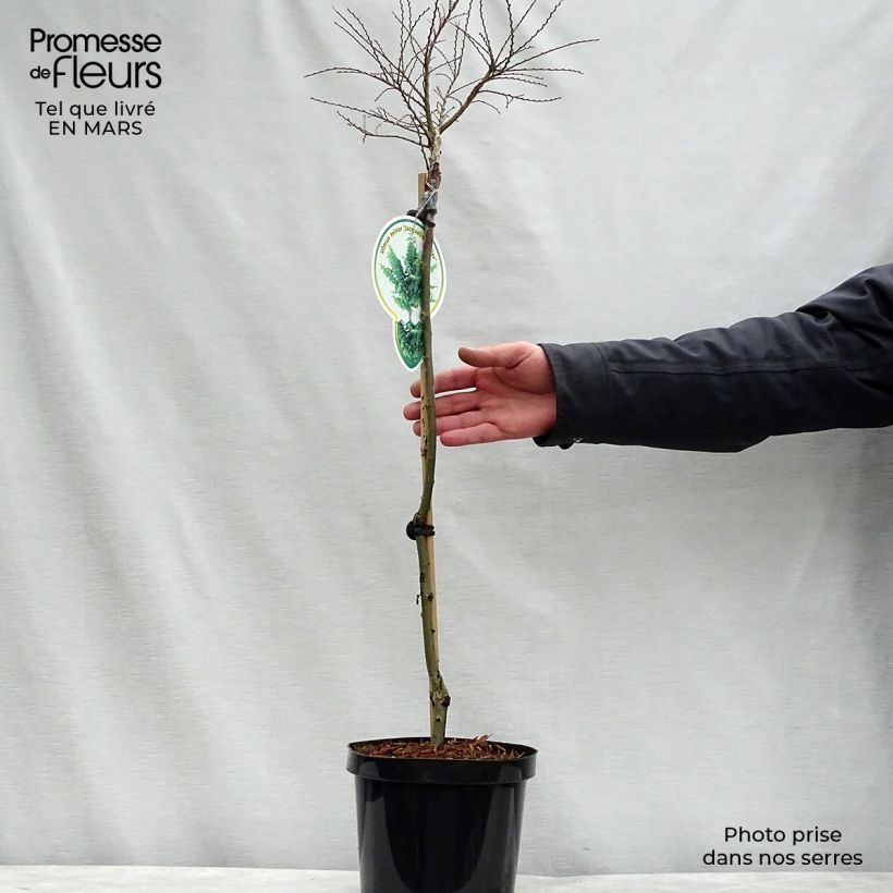 Spécimen de Ulmus hollandica Jacqueline Hillier - Orme nain Pot de 4L/5L, Tige de 60 cmHauteur livrée env. 60/80cm tel que livré au printemps