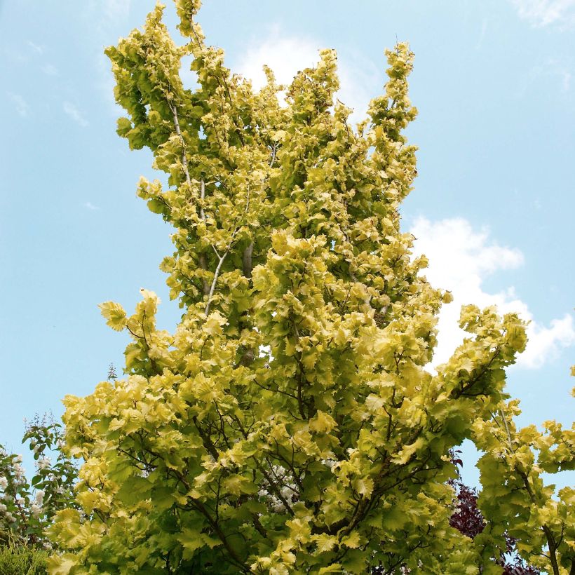 Ulmus hollandica Wredei - Orme doré (Port)