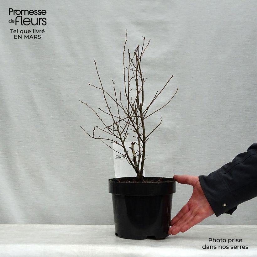 Spécimen de Ulmus hollandica Wredei - Orme doré en pot de 3/4L tel que livré au printemps