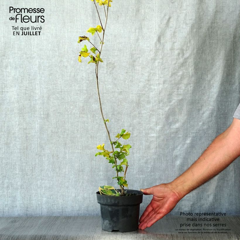 Spécimen de Ulmus hollandica Wredei - Orme doré Pot de 3L/4L, greffé sur demi tige 1m. tel que livré en été