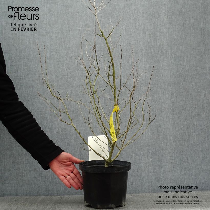 Spécimen de Ulmus hollandica Wredei - Orme doré tel que livré en hiver