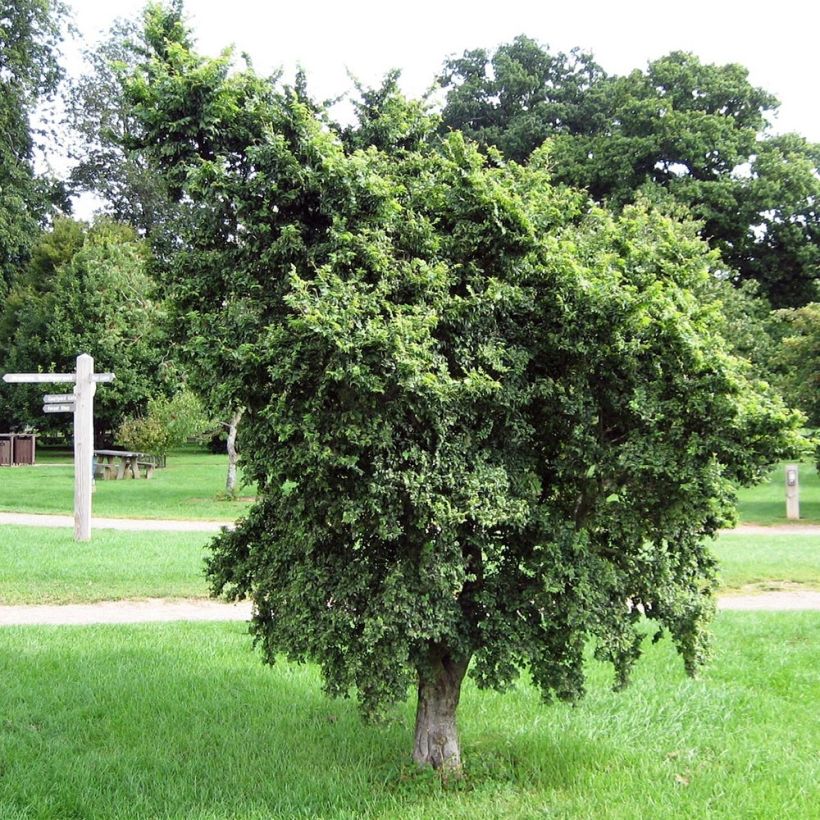 Ulmus minor - Orme champêtre (Port)