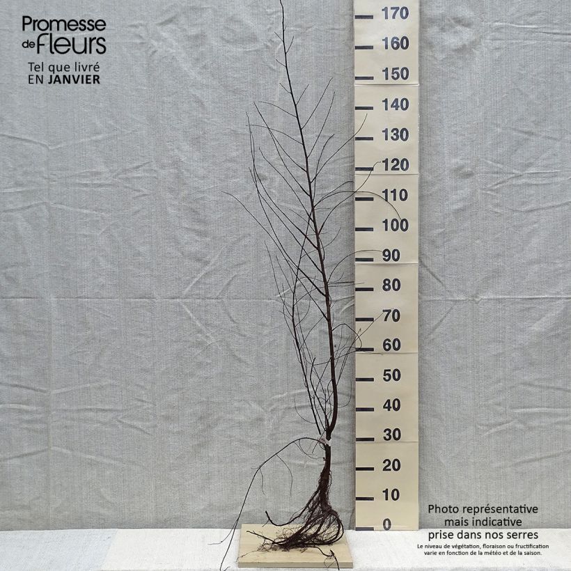 Spécimen de Ulmus minor - Orme champêtre en racines nues tel que livré en hiver
