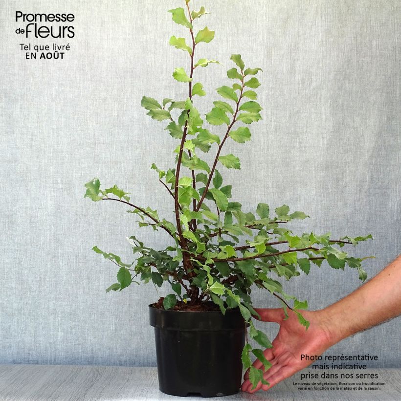 Spécimen de Ulmus minor suberosa - Orme champêtre en pot de 3/4L tel que livré en été