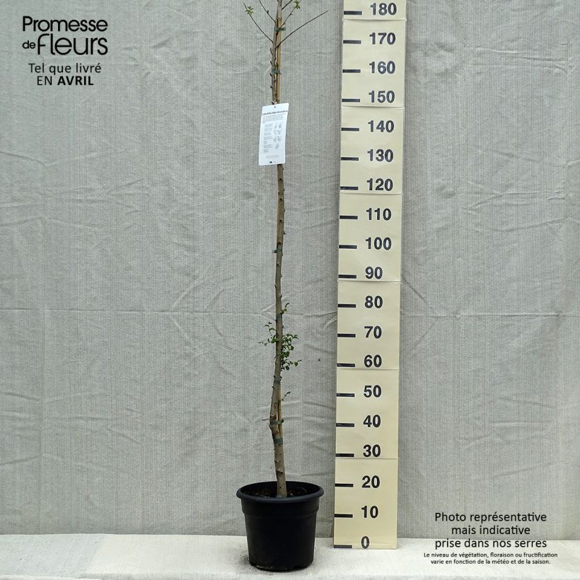 Spécimen de Ulmus pumila - Orme de Sibérie - Pot de 7,5L/10L tel que livré au printemps