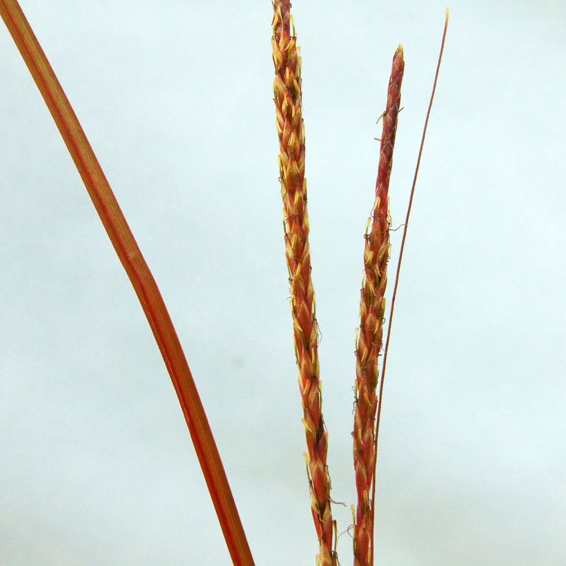 Uncinia rubra (Floraison)