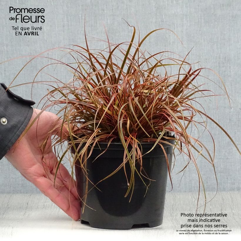 Spécimen de Uncinia rubra Everflame - Pot de 2L/3L tel que livré au printemps