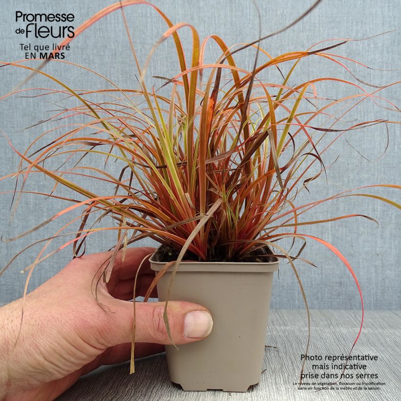 Spécimen de Uncinia rubra Everflame - Godet de 8/9cm tel que livré au printemps