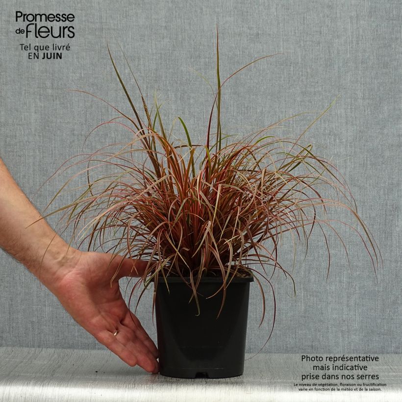 Spécimen de Uncinia rubra Everflame Pot de 2L/3L tel que livré en été