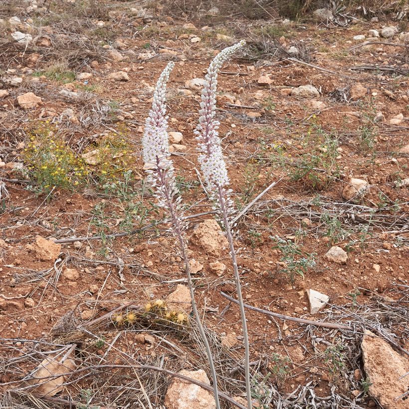 Urginea maritima - Scille de mer (Port)