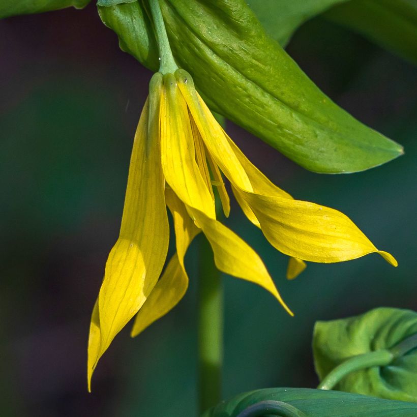 Uvularia grandiflora (Floraison)