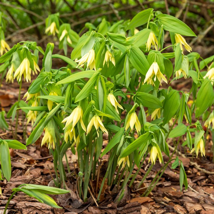 Uvularia grandiflora (Port)