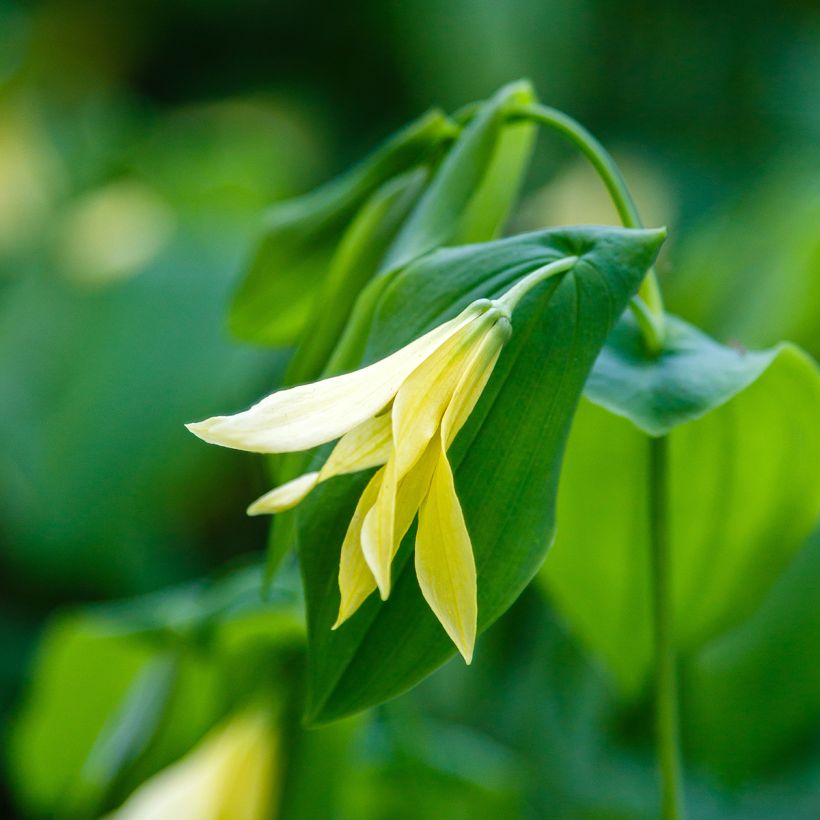 Uvularia grandiflora var. pallida (Floraison)