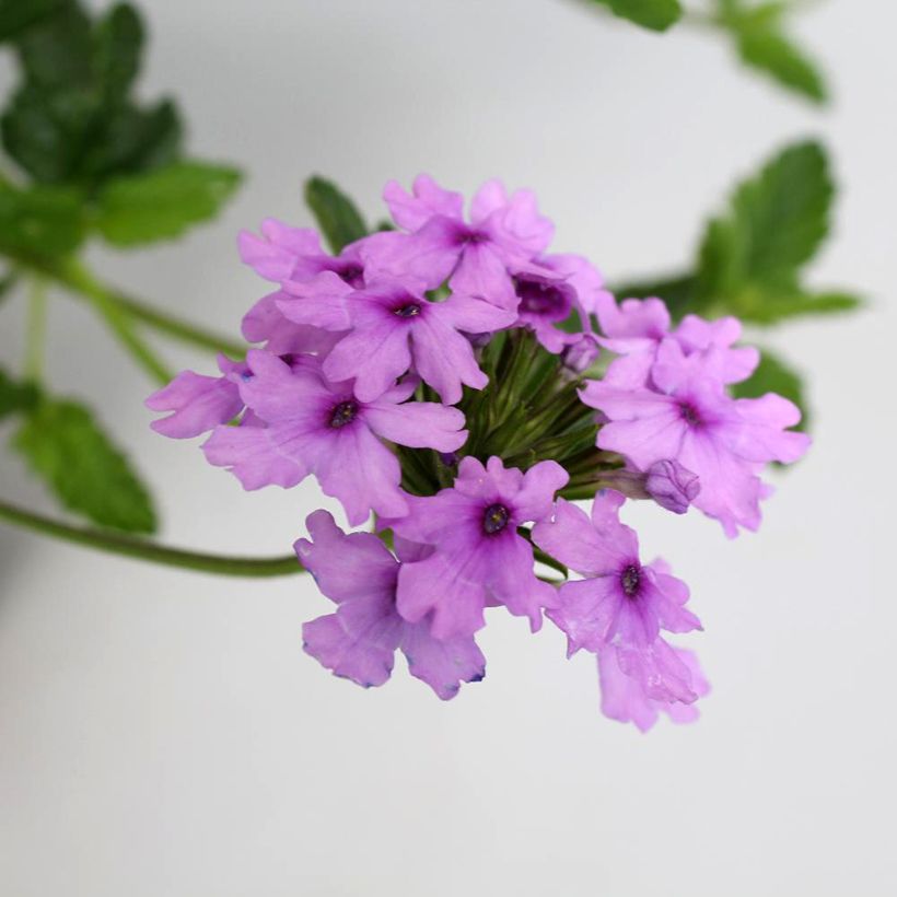 Verveine Seabrook's Lavender (Floraison)