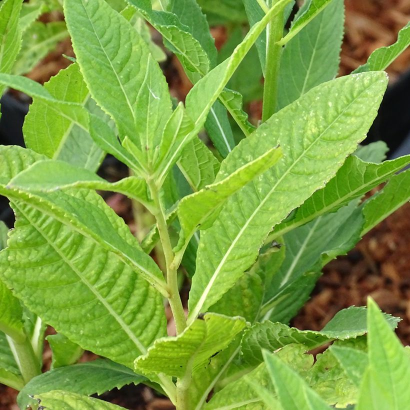 Vernonia noveboracensis White Lightning (Feuillage)