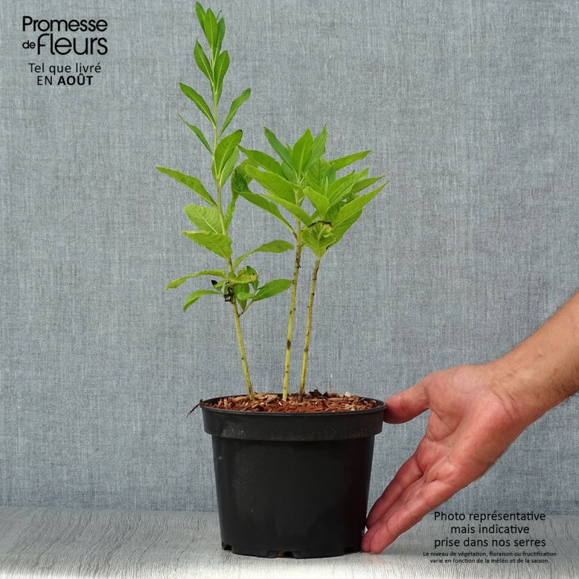 Spécimen de Vernonia noveboracensis White Lightning Pot de 2L/3L tel que livré en été