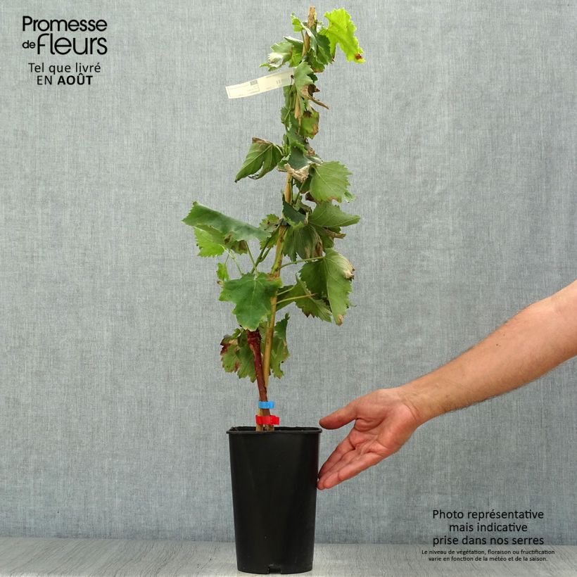 Spécimen de Vigne Alphonse Lavallée - Vitis vinifera  Pot de 1,5L/2L tel que livré en été