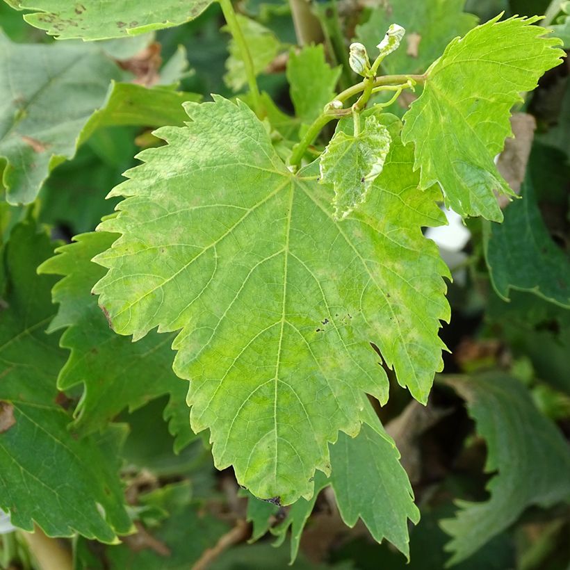 Vigne Alphonse Lavallée - Vitis vinifera  (Feuillage)