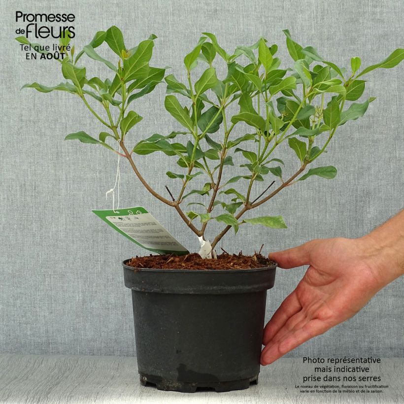 Spécimen de Viorne - Viburnum globosum Jermyns Globe Pot de 3L/4L tel que livré en été