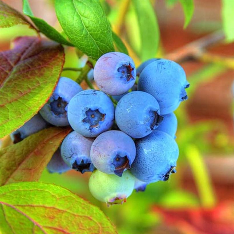 Vaccinium Tophat - myrtillier d'Amérique (Récolte)