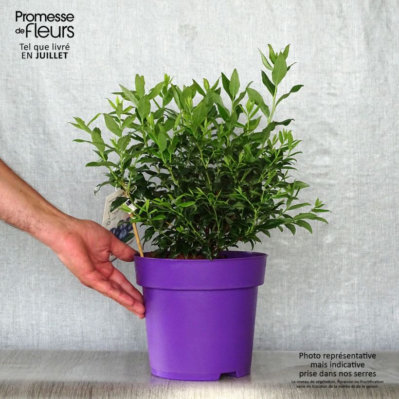 Spécimen de Vaccinium corymbosum Hortblue Petite - myrtillier d'Amérique Pot de 2L/3L, Buisson tel que livré en été