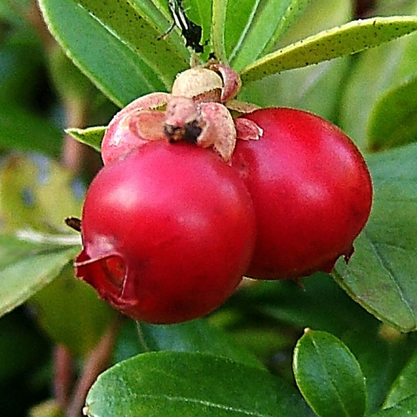 Canneberge - Cranberry - Vaccinium macrocarpon (Récolte)