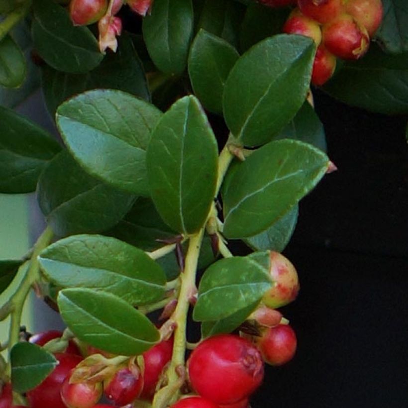 Vaccinium vitis-idaea Fireballs (Feuillage)