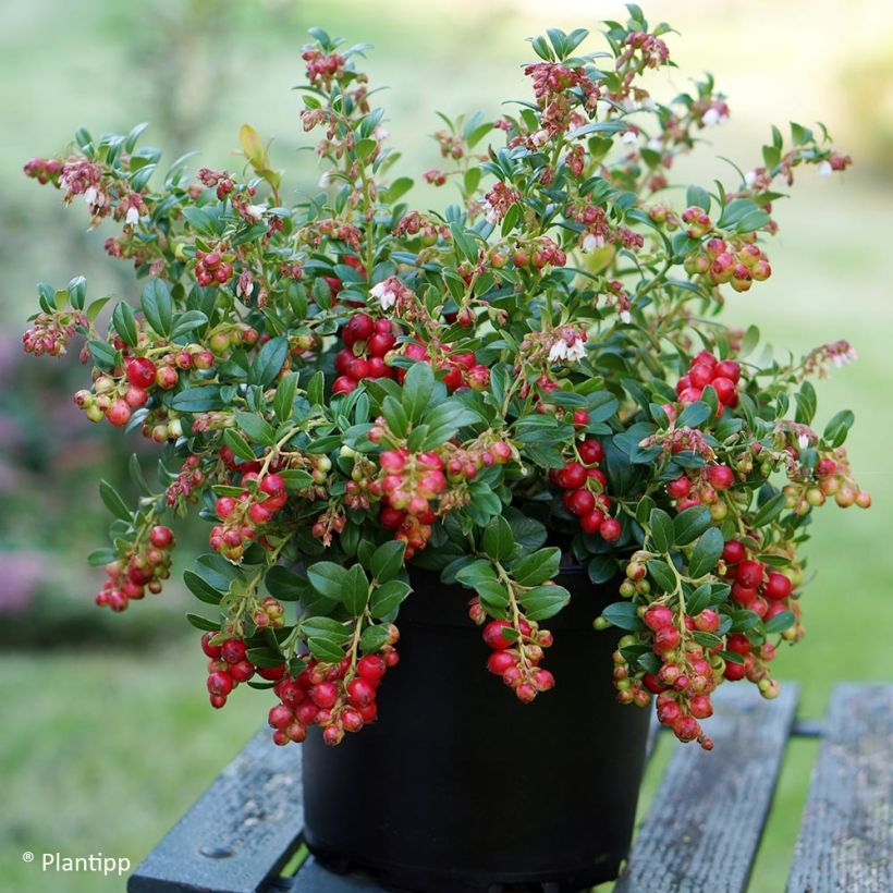 Vaccinium vitis-idaea Fireballs (Port)