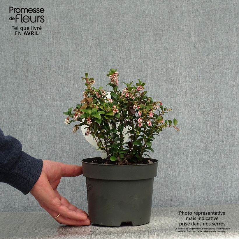 Spécimen de Vaccinium vitis-idaea Fireballs Pot de 2L/3L tel que livré au printemps