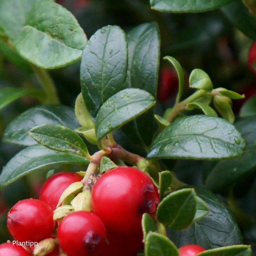 Vaccinium vitis-idaea Miss Cherry - Airelle rouge  (Feuillage)