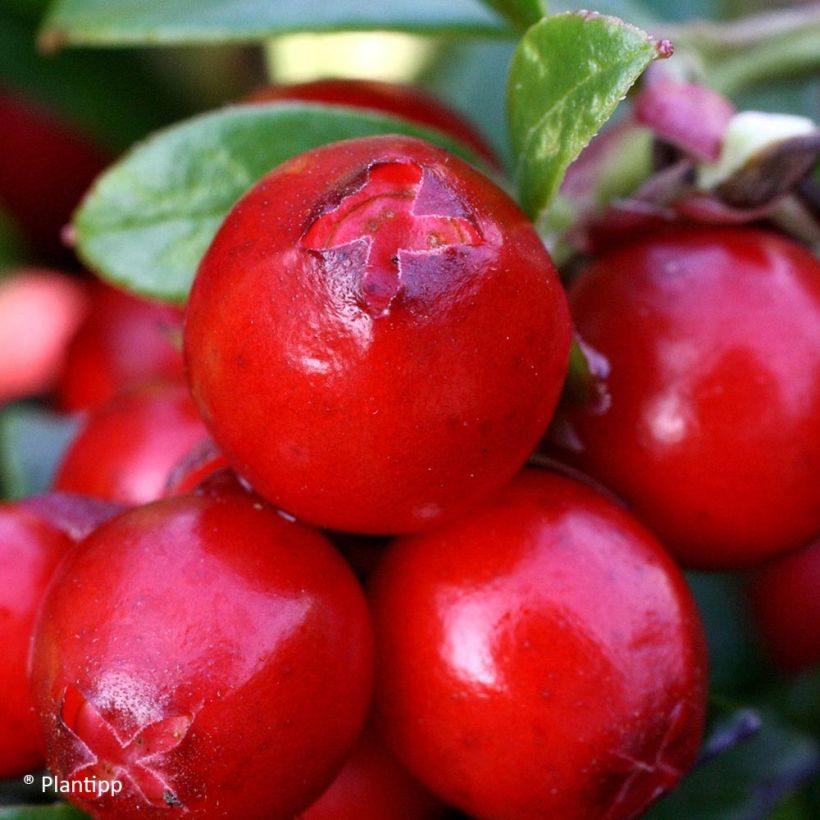 Vaccinium vitis-idaea Miss Cherry - Airelle rouge  (Récolte)