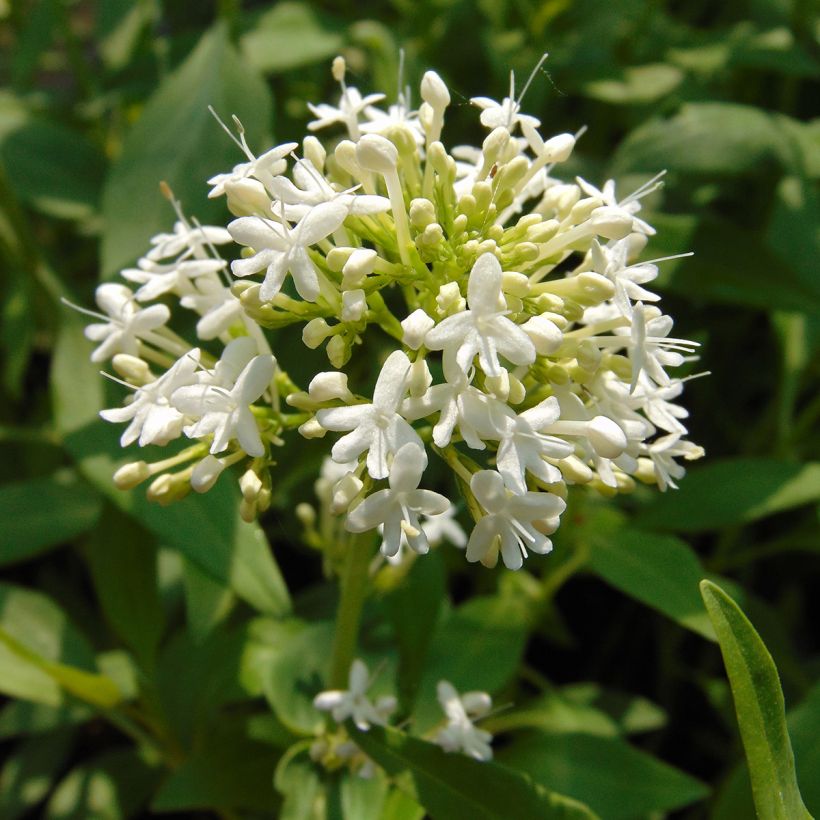 Valériane blanche, Centranthus ruber albus (Floraison)