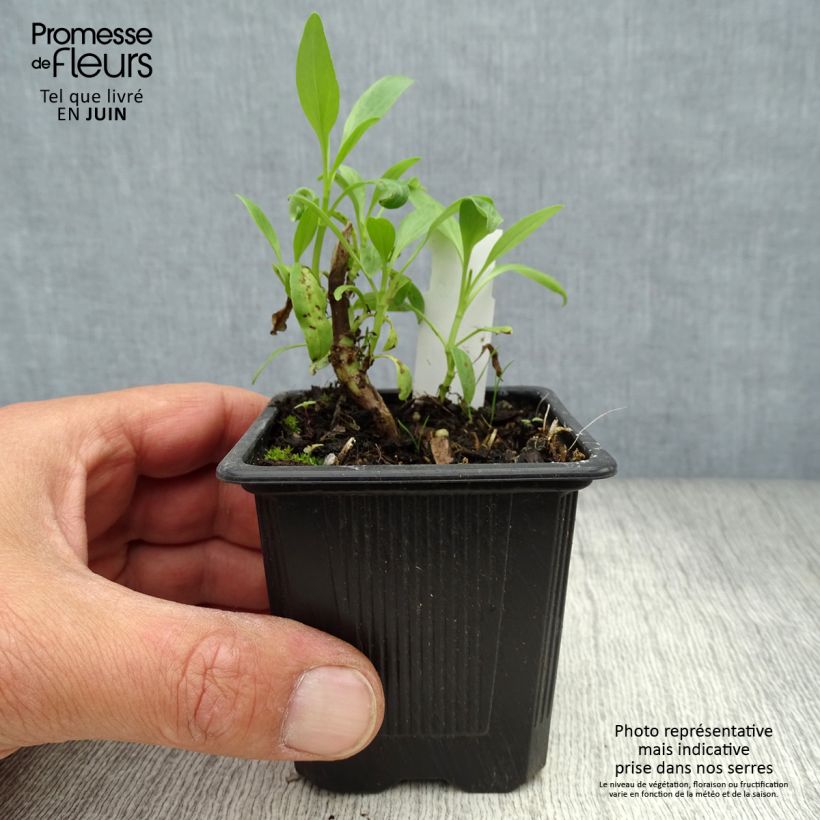 Spécimen de Valériane blanche, Centranthus ruber albus Godet de 8/9 cm tel que livré en été
