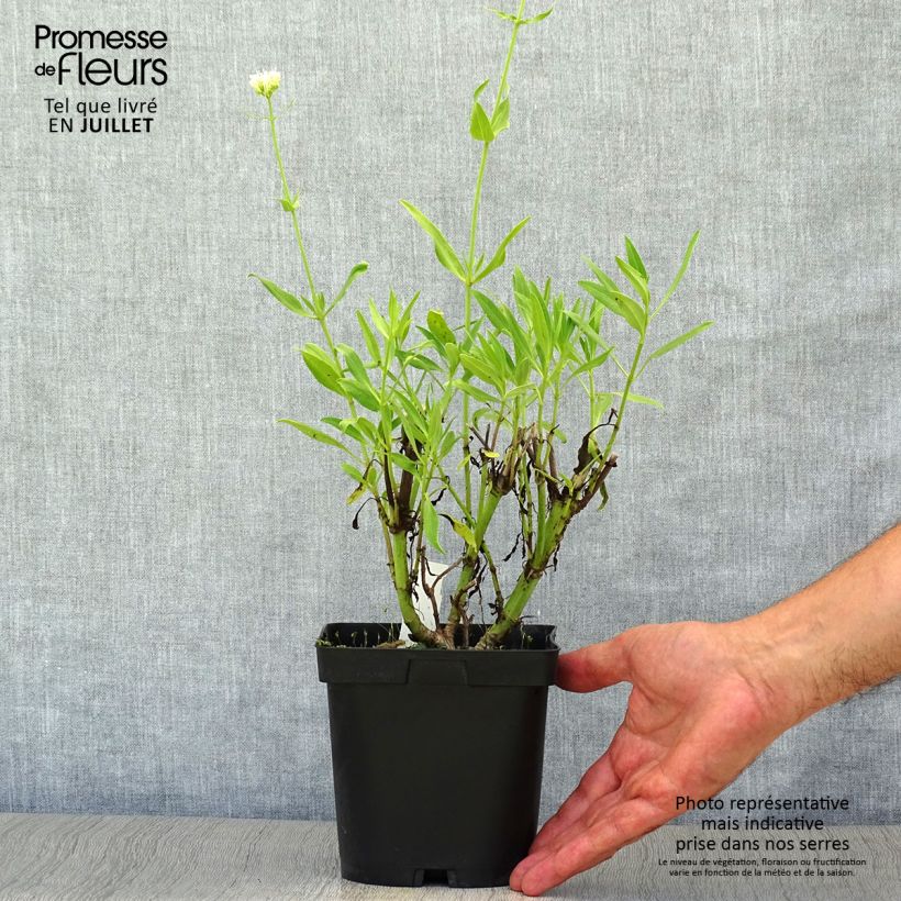 Spécimen de Valériane blanche, Centranthus ruber albus Pot de 2L/3L tel que livré en été