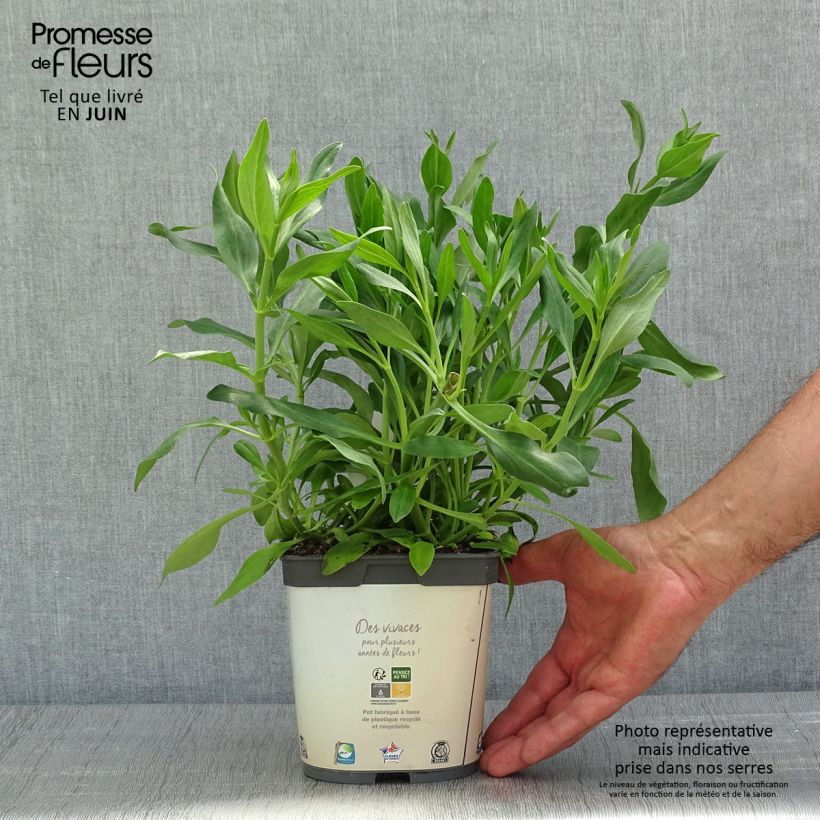 Spécimen de Valériane blanche, Centranthus ruber albus en pot de 2/3 litres tel que livré au printemps