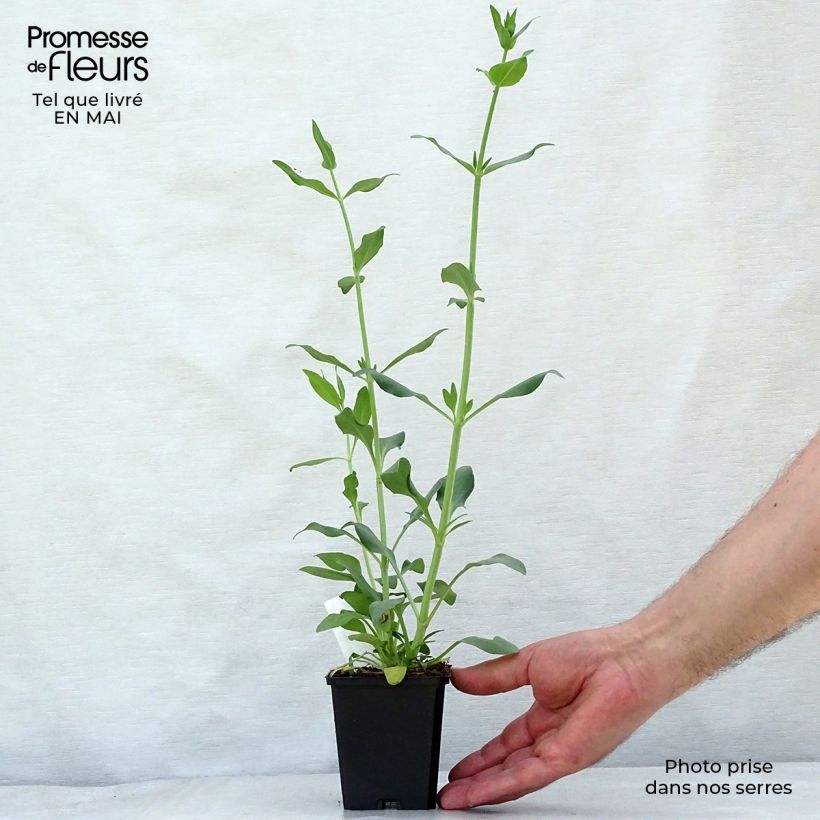 Spécimen de Valériane blanche, Centranthus ruber albus en godet de 9 cm tel que livré au printemps