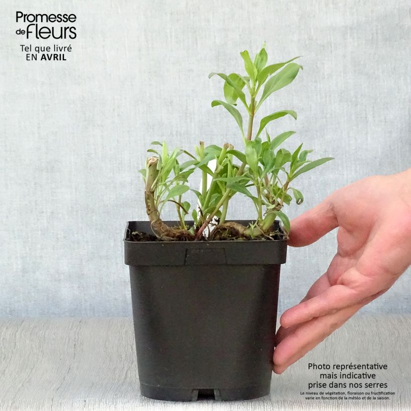Spécimen de Valériane des jardins - Centranthus ruber en pot de 2/3 litres tel que livré au printemps
