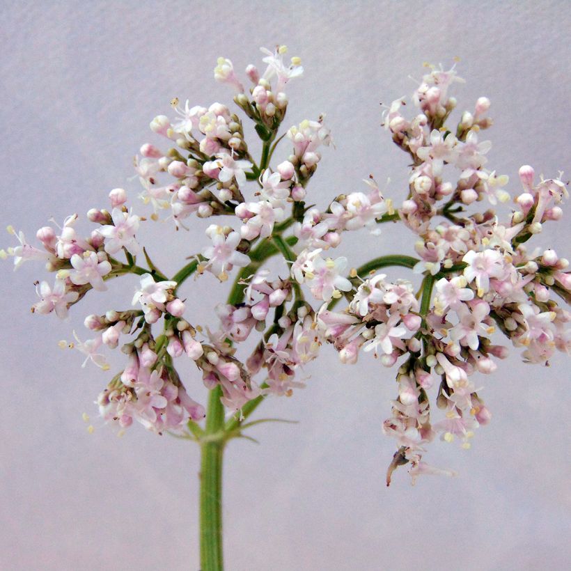 Valériane officinale (Floraison)