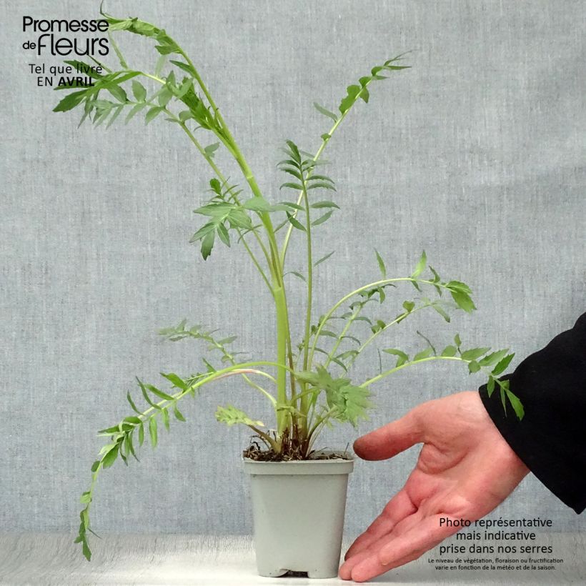 Spécimen de Valériane officinale Godet de 9cm tel que livré au printemps