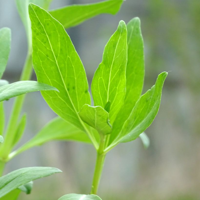 Valériane rouge, Centranthus ruber coccineus (Feuillage)