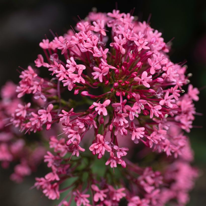 Valériane rouge, Centranthus ruber coccineus (Floraison)