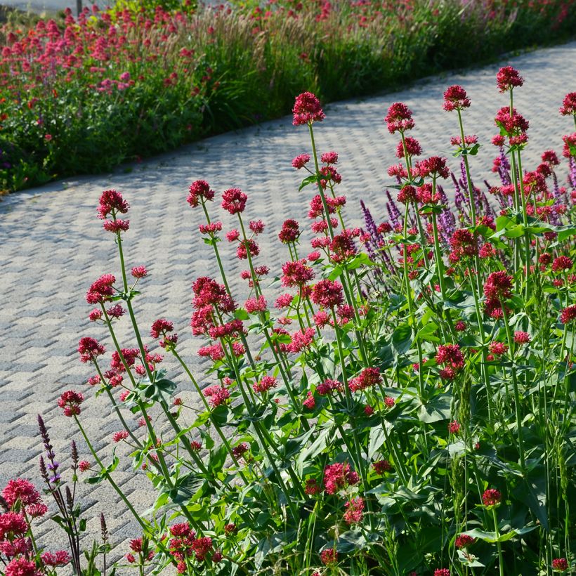 Valériane rouge, Centranthus ruber coccineus (Port)