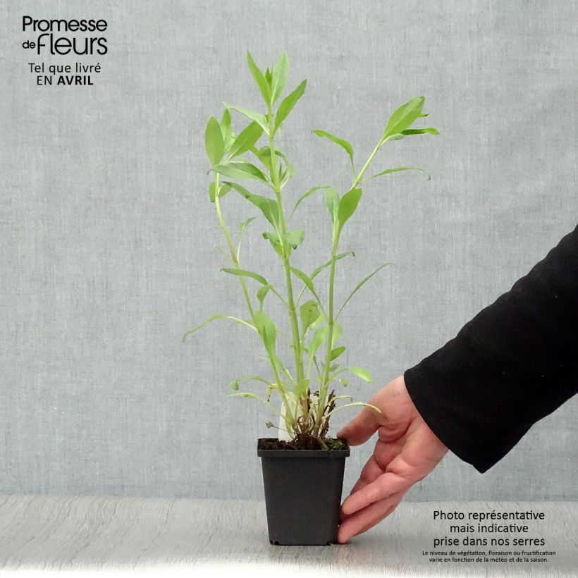 Spécimen de Valériane rouge, Centranthus ruber coccineus en godet de 9 cm tel que livré au printemps