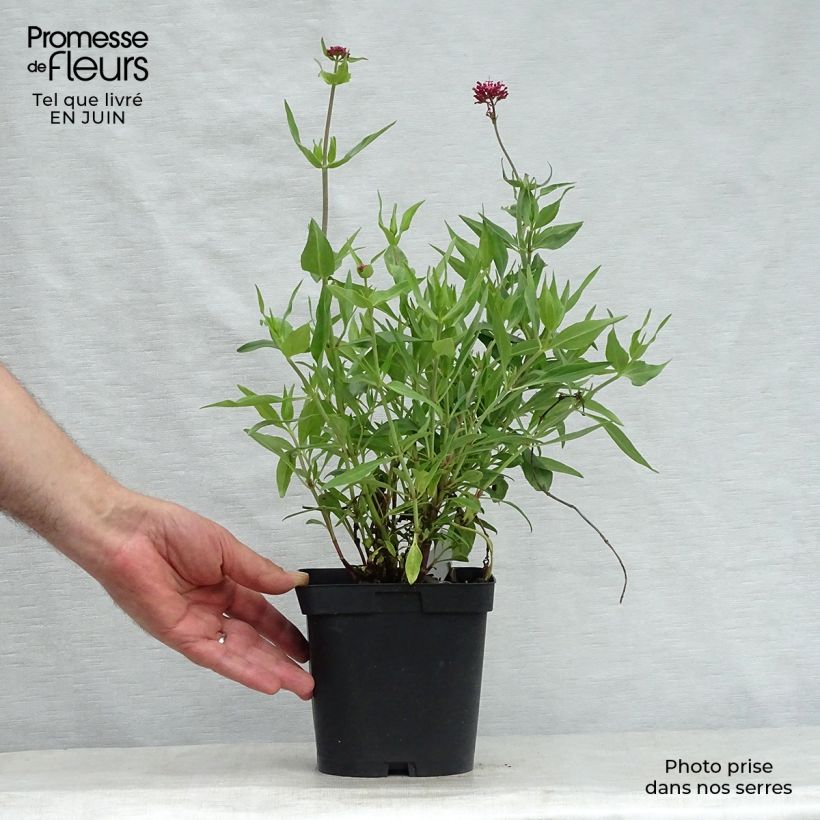 Spécimen de Valériane rouge, Centranthus ruber coccineus Pot de 2L/3L tel que livré en été