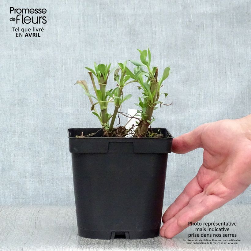 Spécimen de Valériane rouge, Centranthus ruber coccineus en pot de 2/3 litres tel que livré au printemps
