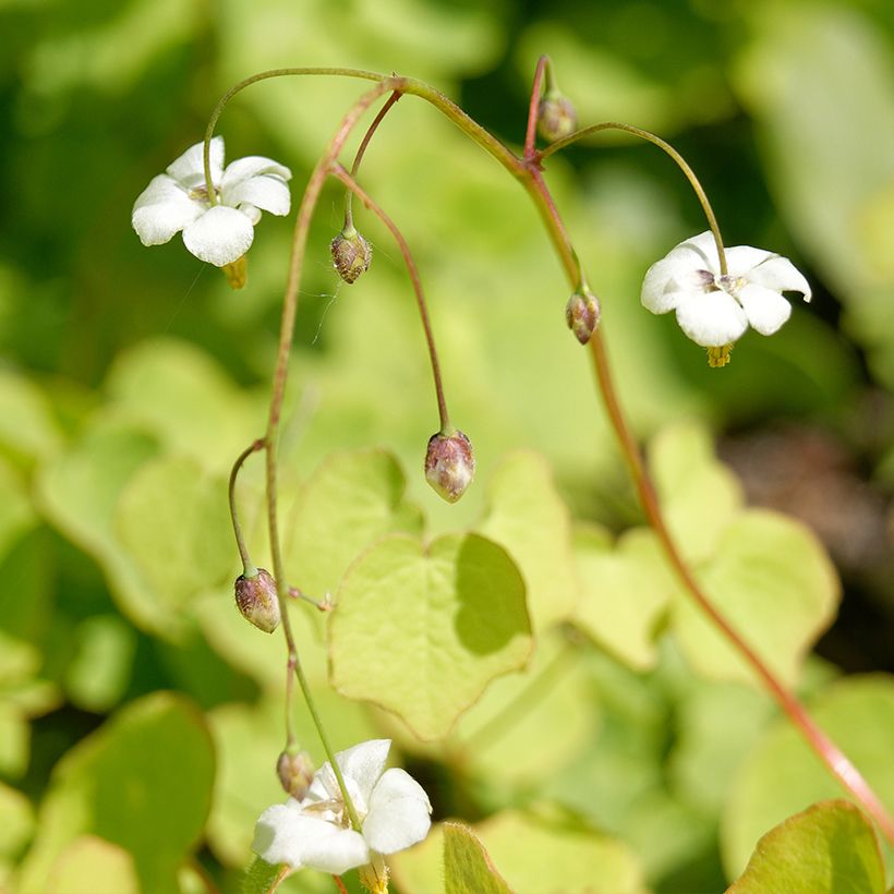 Vancouveria hexandra (Floraison)