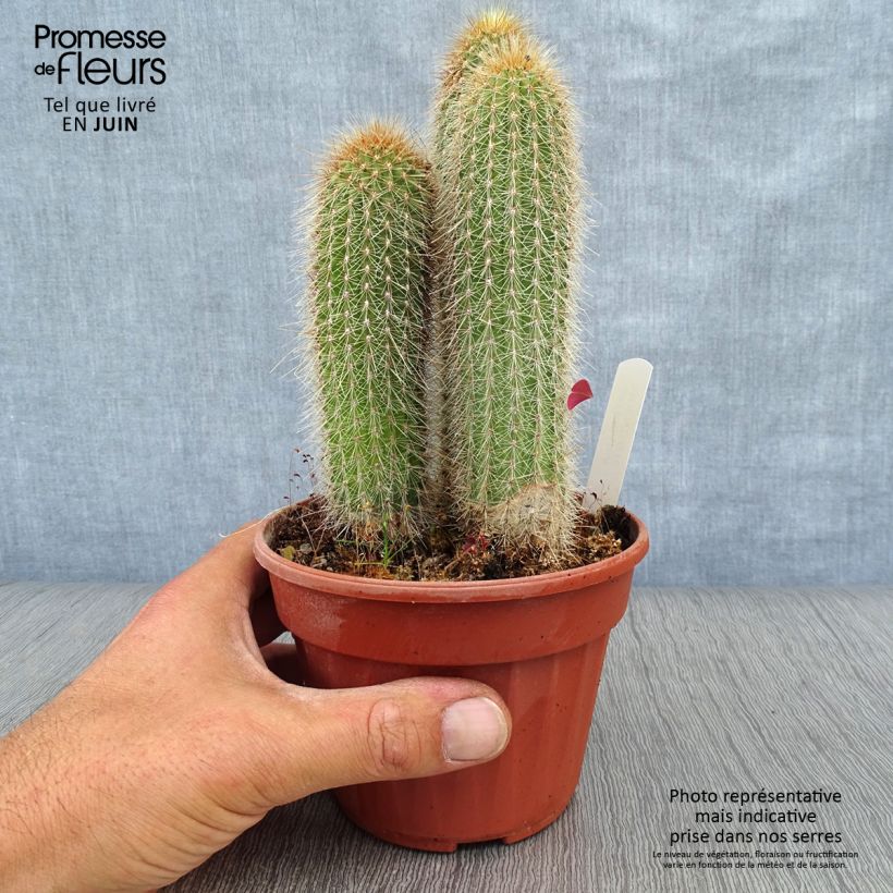 Spécimen de Vatricania guentheri - Cactus cierge Pot de 12 cm / 13 cm tel que livré en été