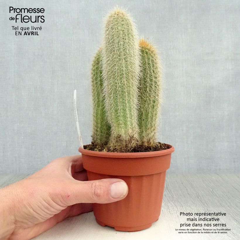 Spécimen de Vatricania guentheri - Cactus cierge Pot de 13 cm tel que livré au printemps