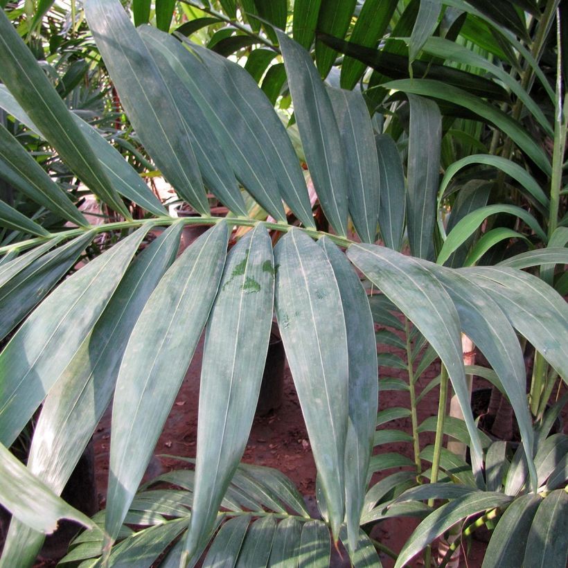 Veitchia joannis - Palmier des îles Fidji (Feuillage)
