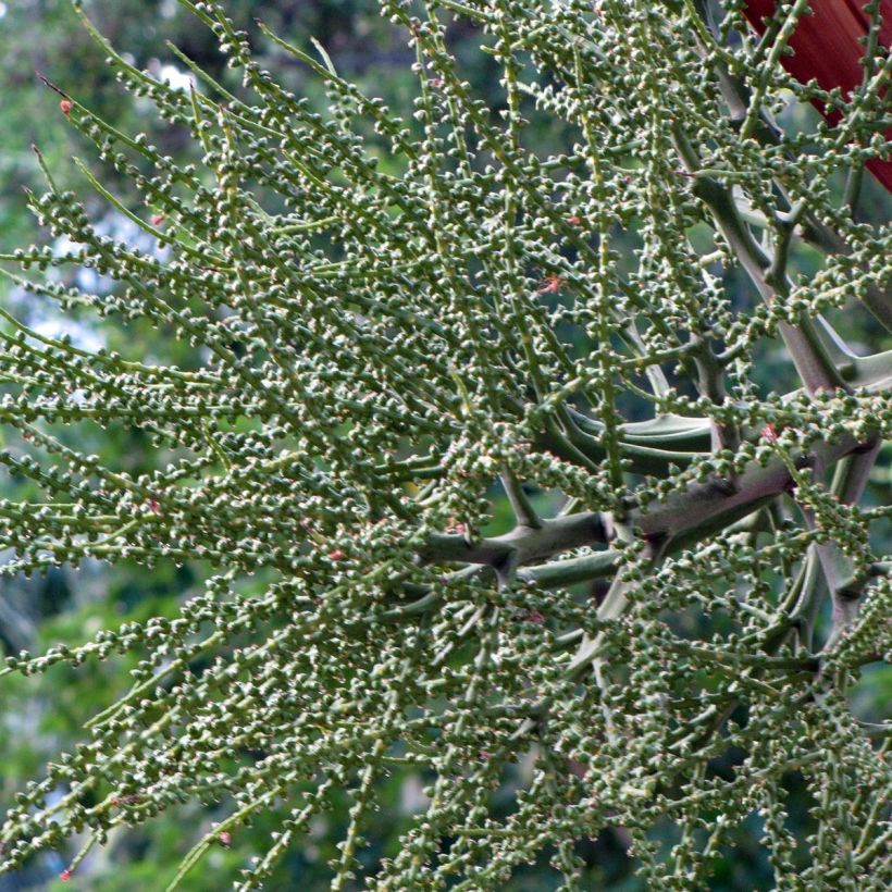 Veitchia joannis - Palmier des îles Fidji (Récolte)